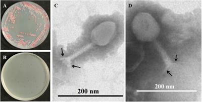 Isolation, characterization, and genomic analysis of a lytic bacteriophage, PQ43W, with the potential of controlling bacterial wilt